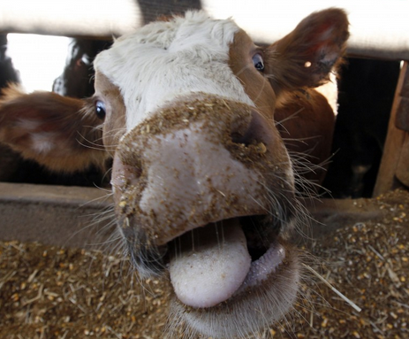 4000 Pounds of beef recalled due to mad cow disease contamination. www.blacklikemoi.com