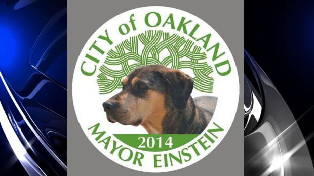 Einstein for Oakand mayor www.blacklikemoi.com